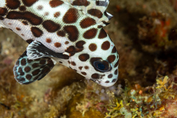 The surprising underwater world of the Indian and Pacifical Oceans