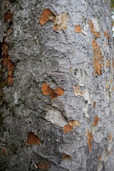 欅の古木の幹