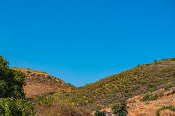 Obraz premium Olive trees on the slopes of the mountains. Crete. Greece