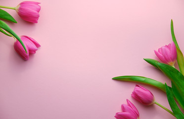 tulips on pink background topdown view, copyspace at middle, holiday concept
