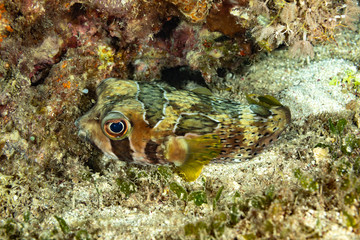 The surprising underwater world of the Indian and Pacifical Oceans