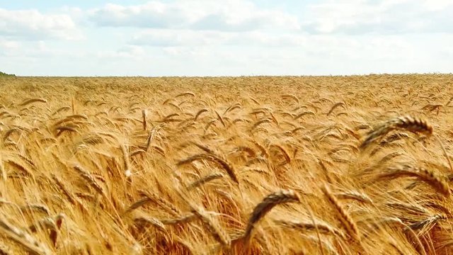 Wheat field, ears of wheat swaying from the gentle wind.