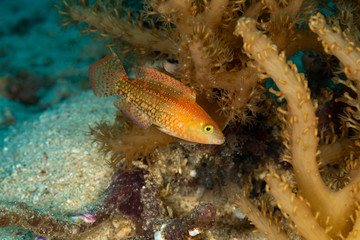 The surprising underwater world of the Indian and Pacifical Oceans