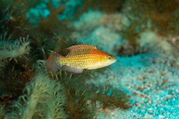 Naklejka premium The surprising underwater world of the Indian and Pacifical Oceans