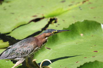 Heron in Tobago