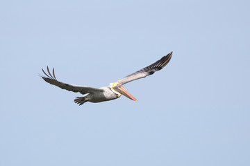 Obraz premium Pelican in flight
