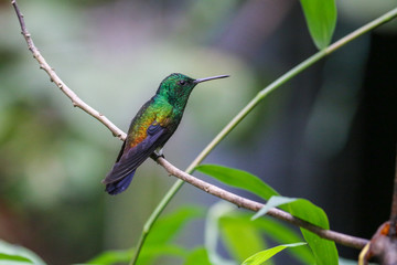 Hummingbirds in Tobago