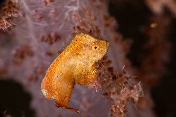 The surprising underwater world of the Indian and Pacifical Oceans