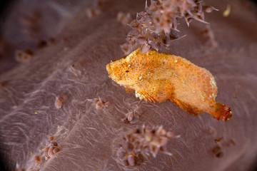 The surprising underwater world of the Indian and Pacifical Oceans