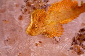 The surprising underwater world of the Indian and Pacifical Oceans