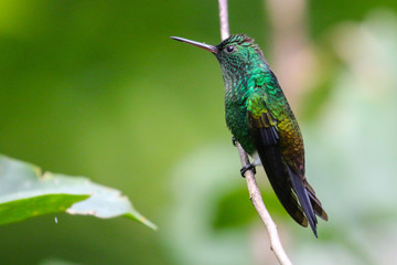 Fototapeta premium hummingbird