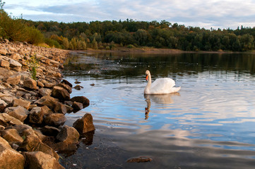 white swans on an autumn lake on a sunny day