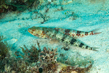 The surprising underwater world of the Indian and Pacifical Oceans