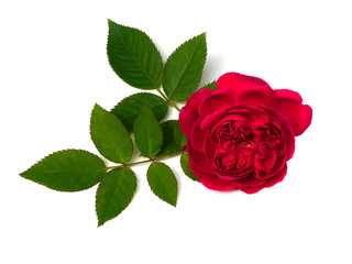 Damask Rose flower (Rosa damascena)