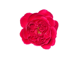 Damask Rose flower (Rosa damascena)