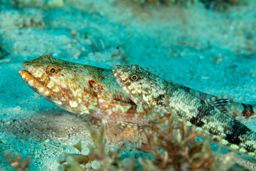 The surprising underwater world of the Indian and Pacifical Oceans