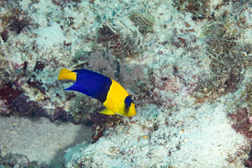 The surprising underwater world of the Indian and Pacifical Oceans