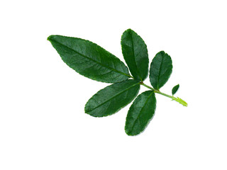 Obraz premium Close up leaves of damask rose plant