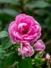 Pink Rose flower with blur background.