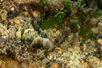 The surprising underwater world of the Indian and Pacifical Oceans