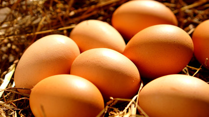 Fresh brown eggs in the nest. Fresh eggs from the chicken farm.