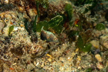 The surprising underwater world of the Indian and Pacifical Oceans