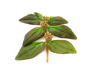 Garden Spurge leaves. (Euphorbia hirta plant)