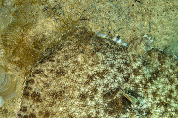 The surprising underwater world of the Indian and Pacifical Oceans