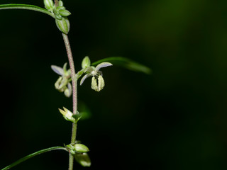 Close up flower of Green Marijuana or Thai stick seeds