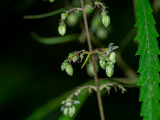 Close up Green Marijuana or Thai stick seeds and flowers on branch in dark background