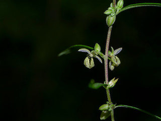 Close up Green Marijuana or Thai stick seeds and flowers on branch in dark background