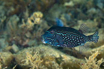 The surprising underwater world of the Indian and Pacifical Oceans