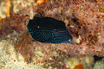 The surprising underwater world of the Indian and Pacifical Oceans