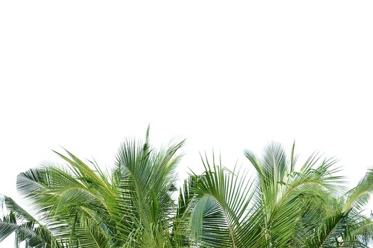 Fototapeta Coconut tree leaves with branches on white isolated background for green foliage backdrop and copy space 