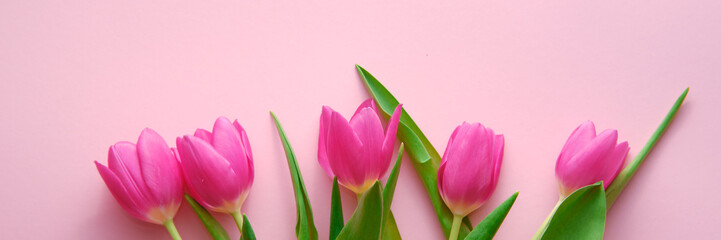 Netherland tulips on pink background topdown view, holiday concept, love, wide