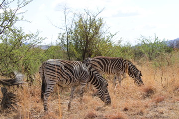 Fototapeta na wymiar South Africa - Pilansberg Nature Reserve