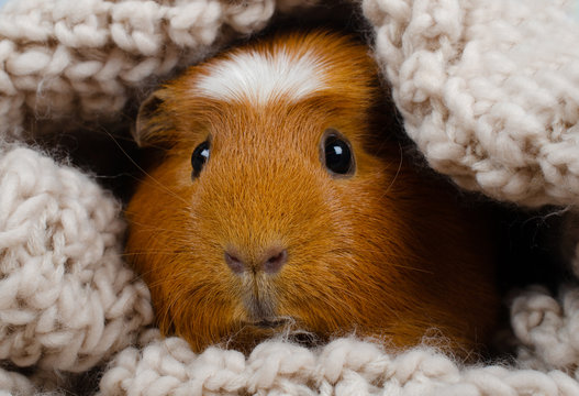 Funny cute guinea pig hiding in a knitted woolen scarf