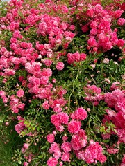 Obraz premium flowers in the garden