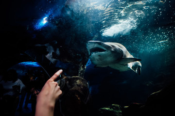 Woman finger pointing to a shark seeh from below with water surface in the background in the aquarium of San Sebastian, Spain