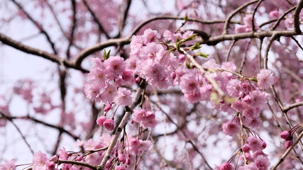 Cherry blossoms