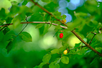 Green leaves in front of a blurry background with a red fruit