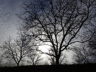 silhouette of a tree