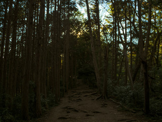Naklejka premium 日本,山道