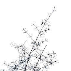 Dry flowers isolated on white background