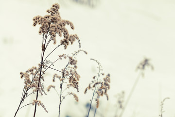 Dry flowers are in a snowdrift, natural photo