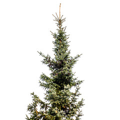 Spruce tree isolated on white background