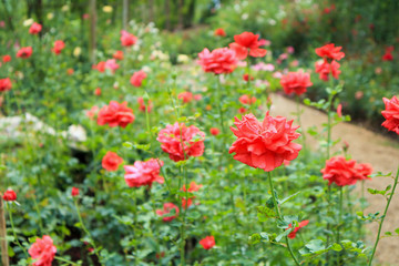 Obraz na płótnie Canvas Beautiful red roses in flower garden