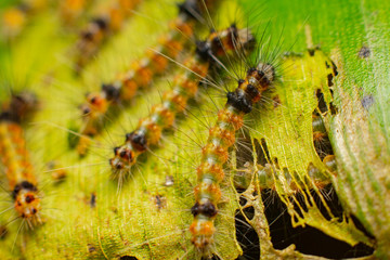 macro shot of nest of caterpillars feeding on banana leaf