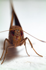 MACRO BUTTERFLY on white background