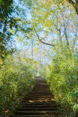 Obraz premium 日本,山道